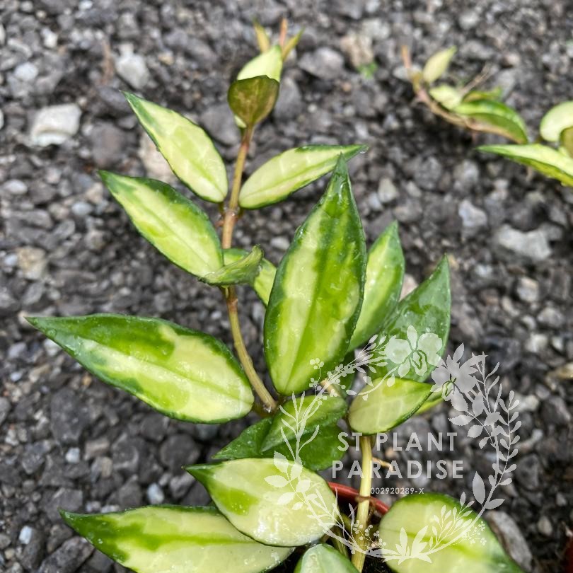 Hoya lacunosa variegated